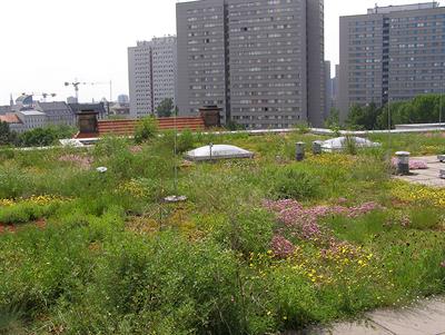 The Green Roof Microbiome: Improving Plant Survival for Ecosystem Service Delivery